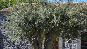 A large olive tree with a thick trunk and dense foliage in front of a stone building with a tiled roof. - Bosco Ciancio (Biancavilla)