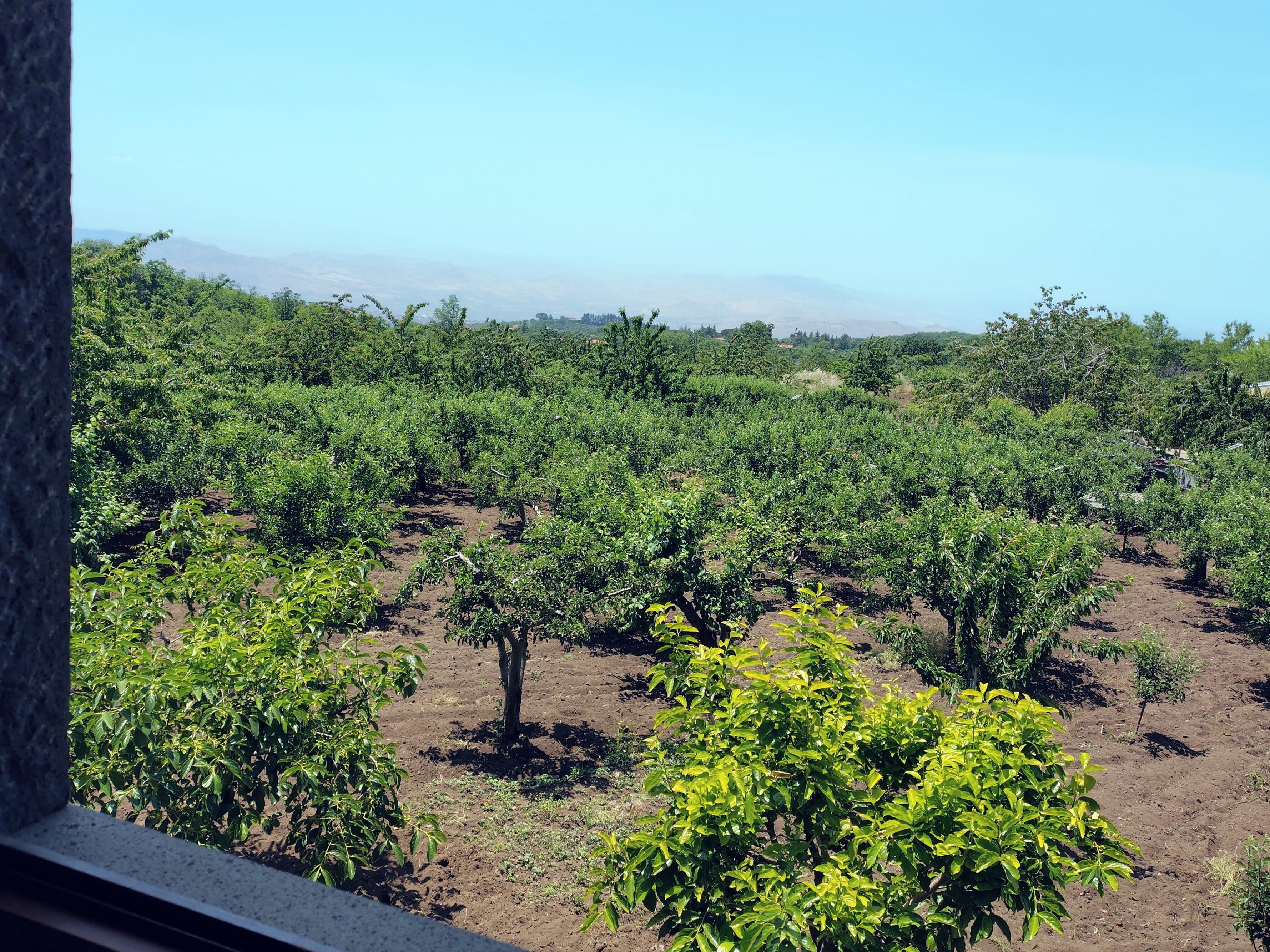 A vineyard with rows of trees and a clear sky.