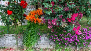 Garden - Family guesthouse in forest Ana & Stjepan Nikolic (Citluk)