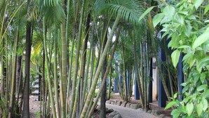 A bamboo grove with a pathway leading to a building with blue columns.