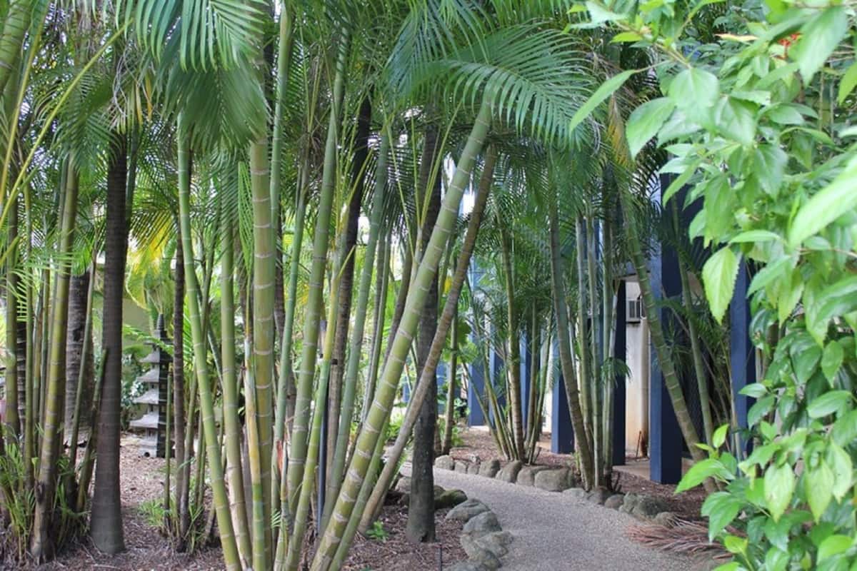 A bamboo grove with a pathway leading to a building with blue columns.