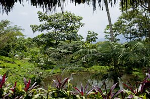 Un exuberante jardín con un estanque, diversas plantas y árboles.