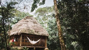 A wooden hut with a thatched roof surrounded by dense forest. - Huasquila Amazon Lodge (Cotundo)