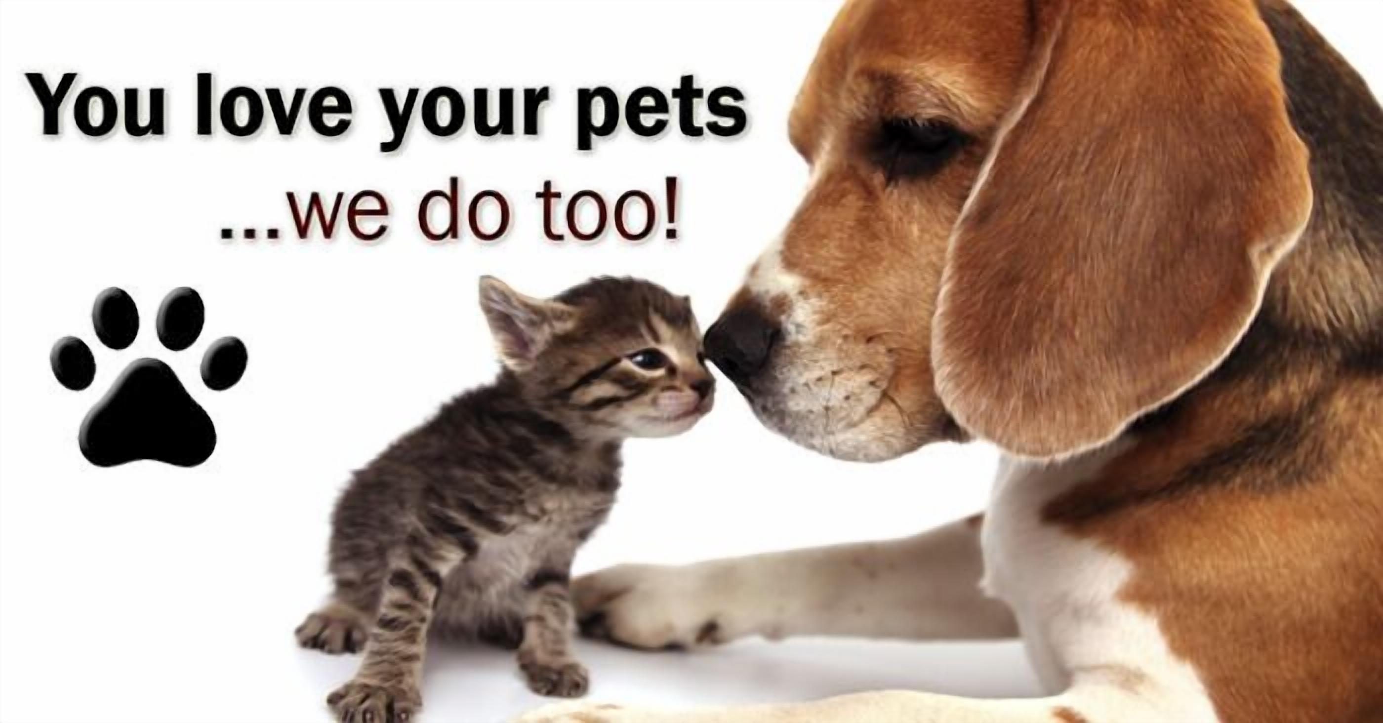 Un gatito y un perro mirándose.
