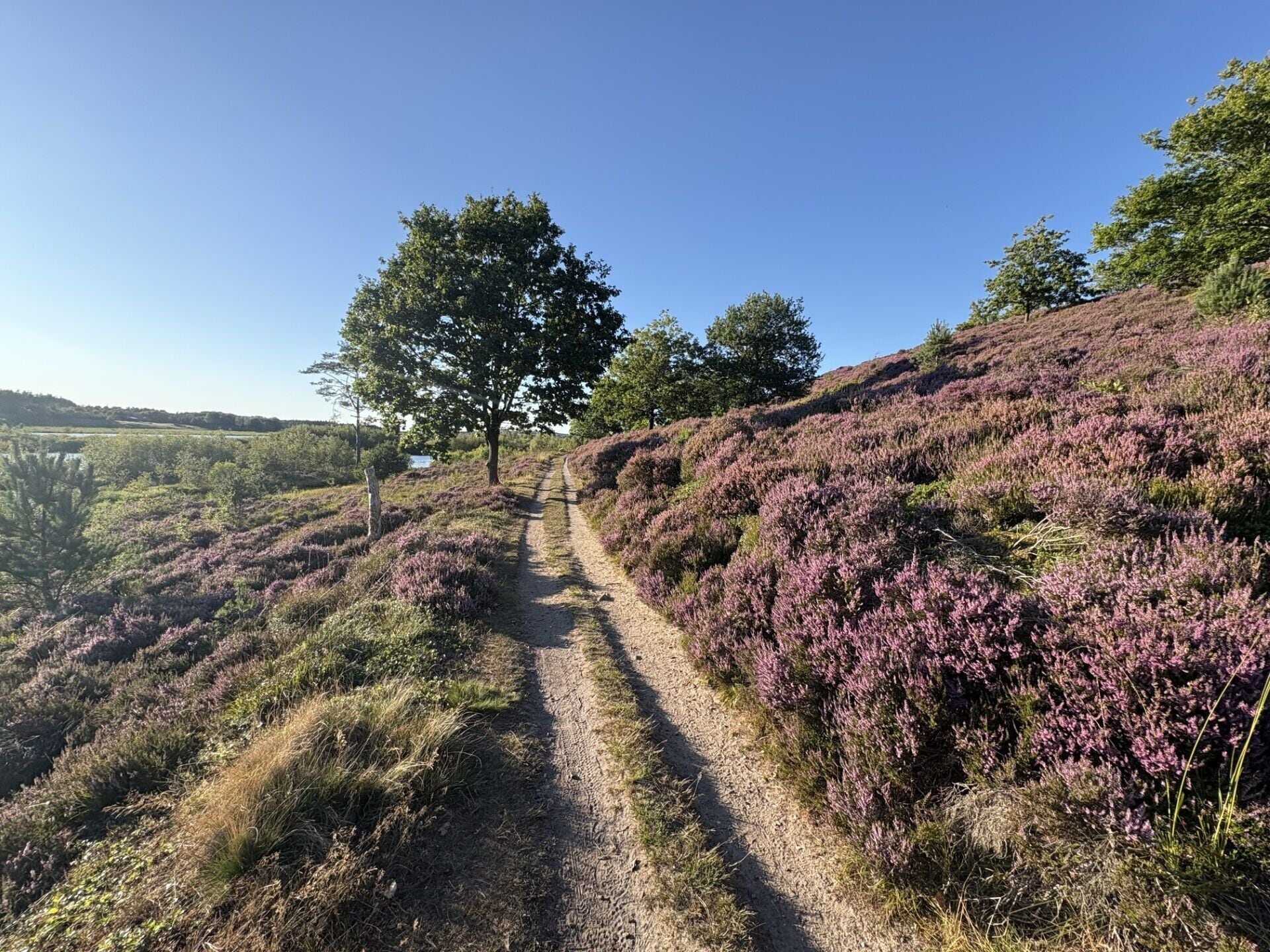 A dirt path winding through a hilly area with purple heather plants.
