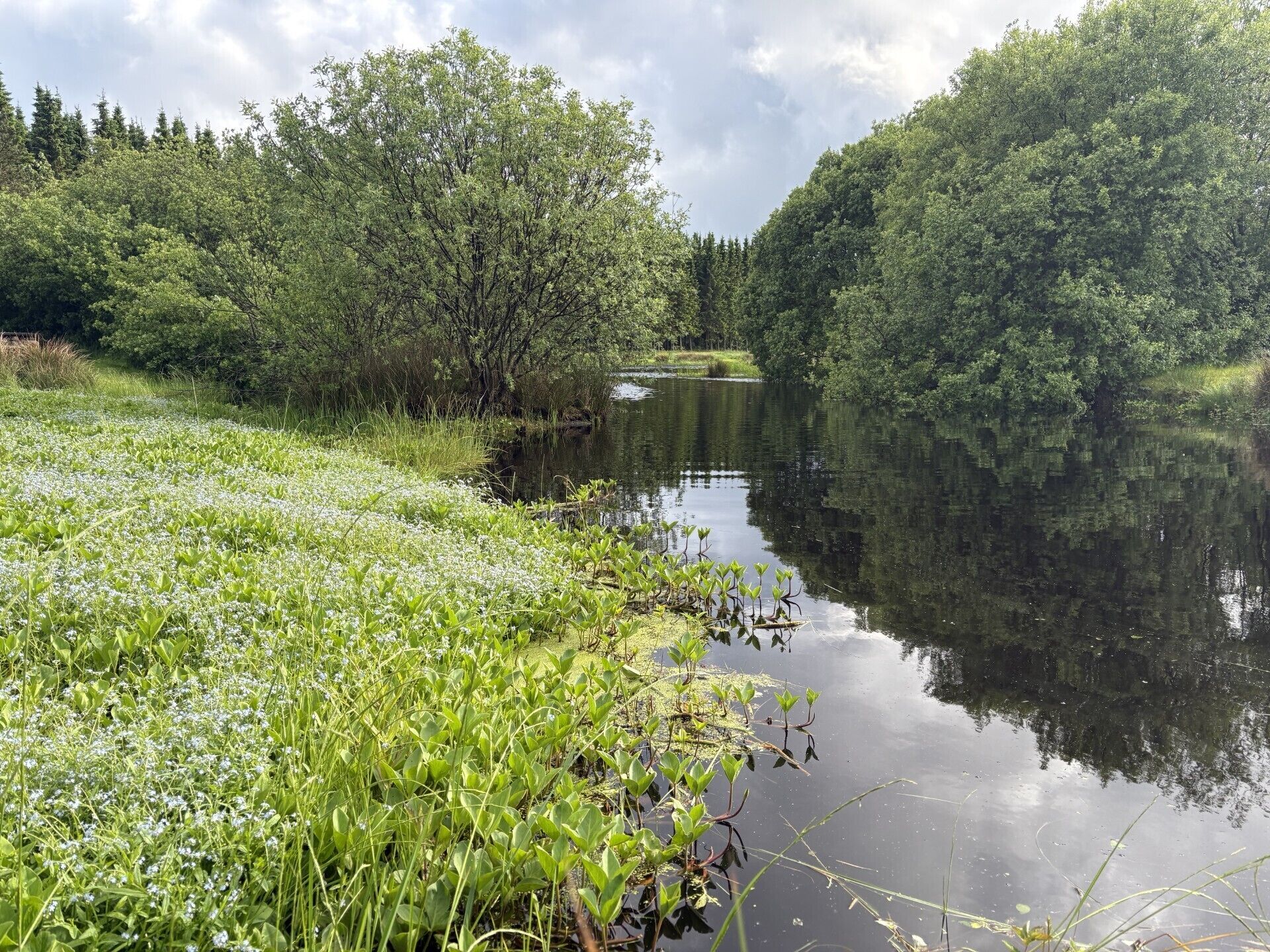 A serene riverside landscape with lush greenery and a calm water body.