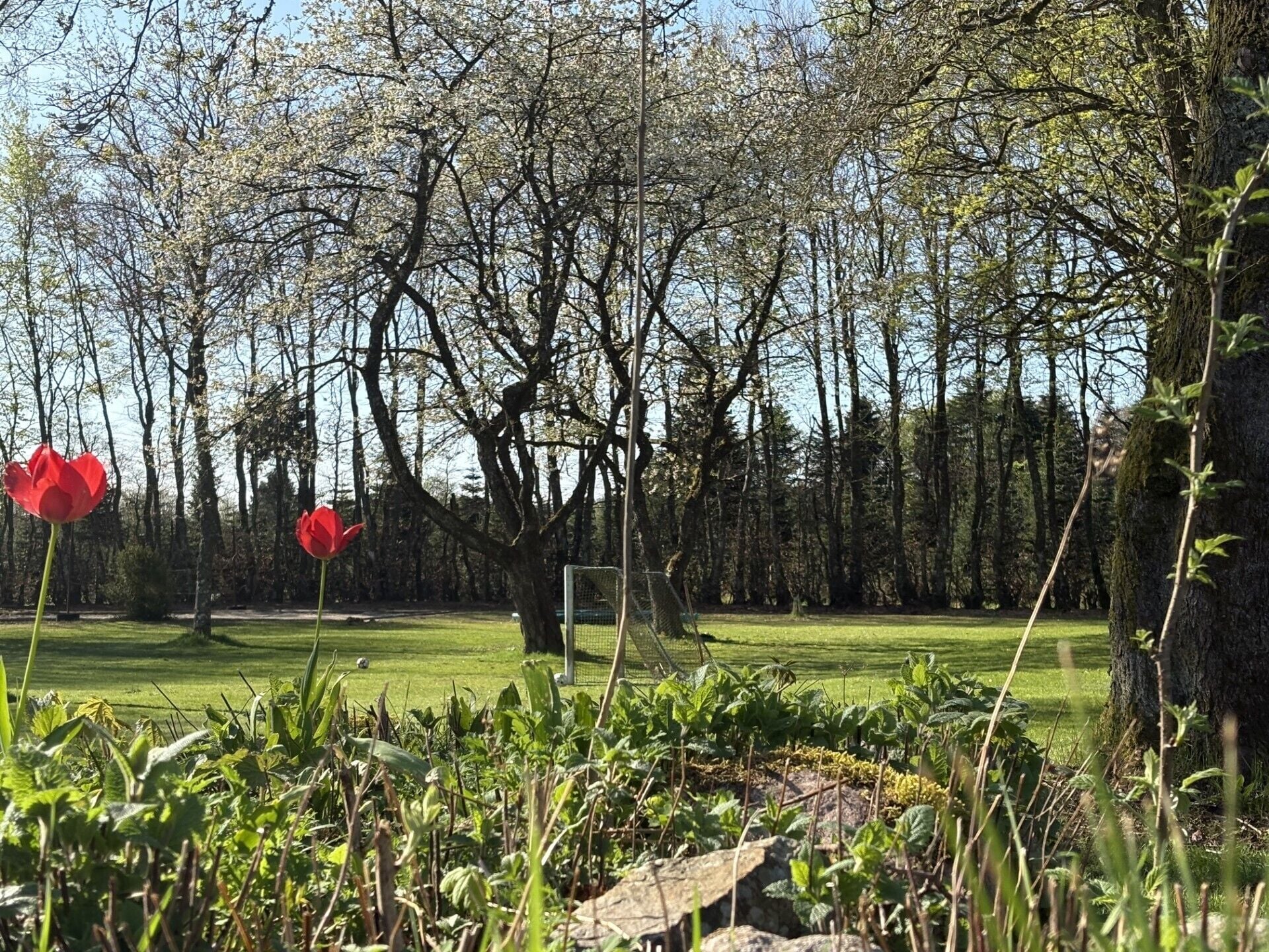 Un terrain de golf avec deux tulipes rouges au premier plan, entouré d’arbres et de verdure.