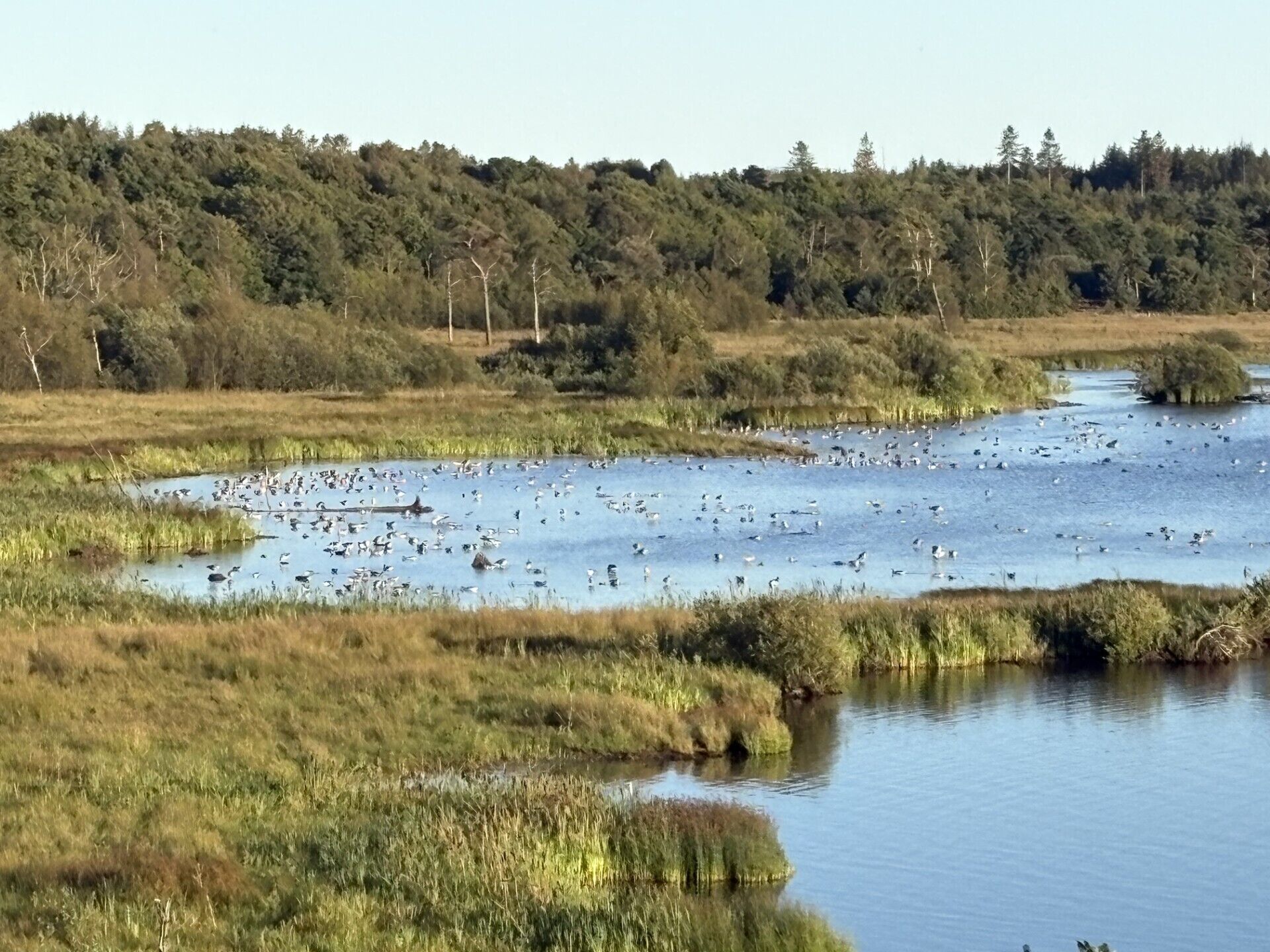 Un paisaje natural con un río, zonas de hierba y una colina boscosa al fondo.