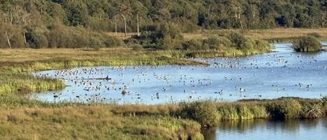 Un paisaje natural con un río, zonas de hierba y una colina boscosa al fondo.