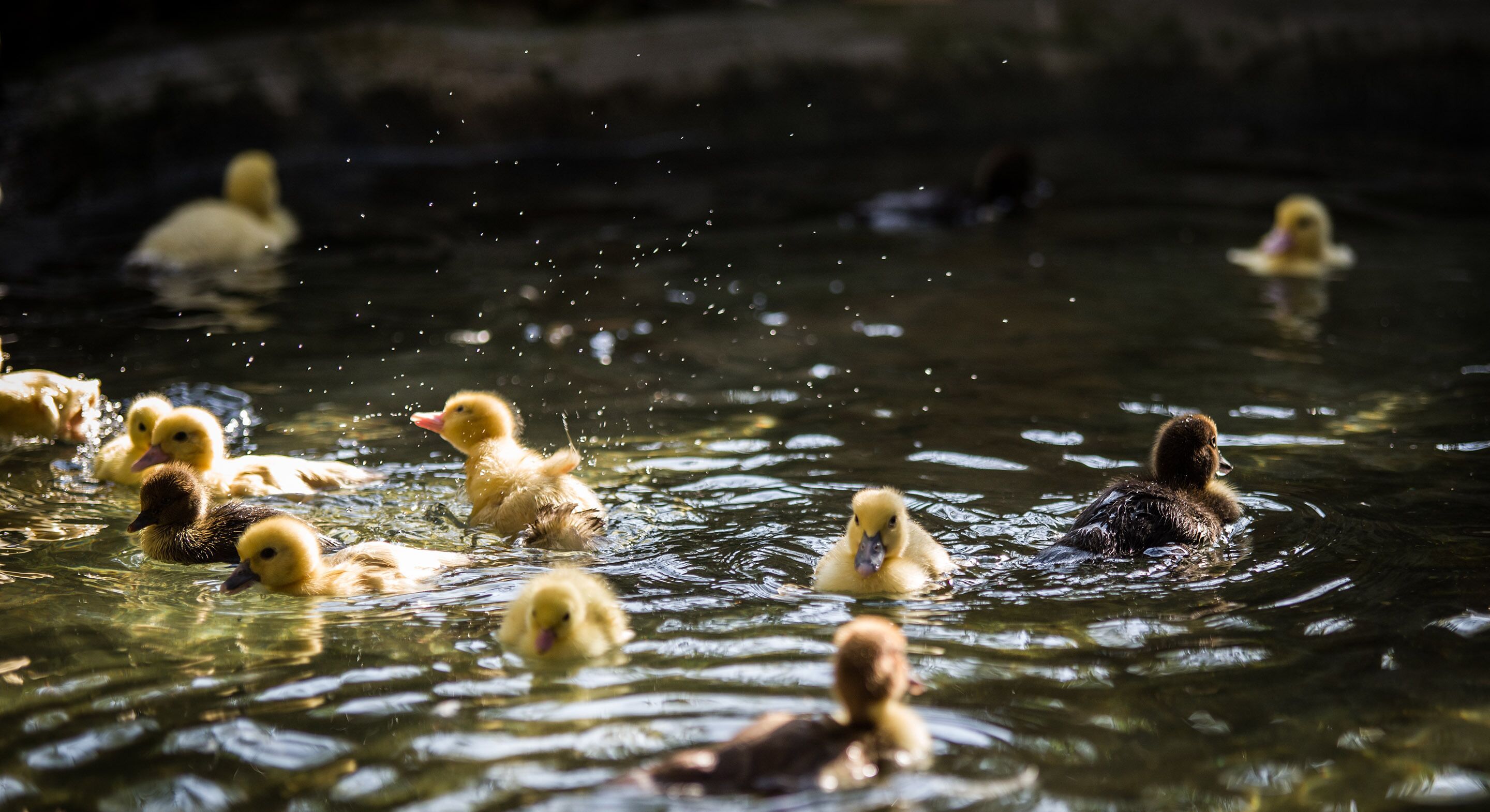 Eine Gruppe Enten schwimmt in einem Gewässer.
