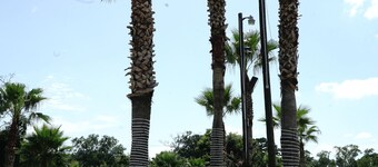 Savannah Inn and Suites