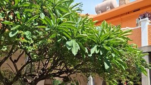 A courtyard with a fountain, potted plants, and a building with a tower. - Suites Santo Domingo (San Miguel de Allende)