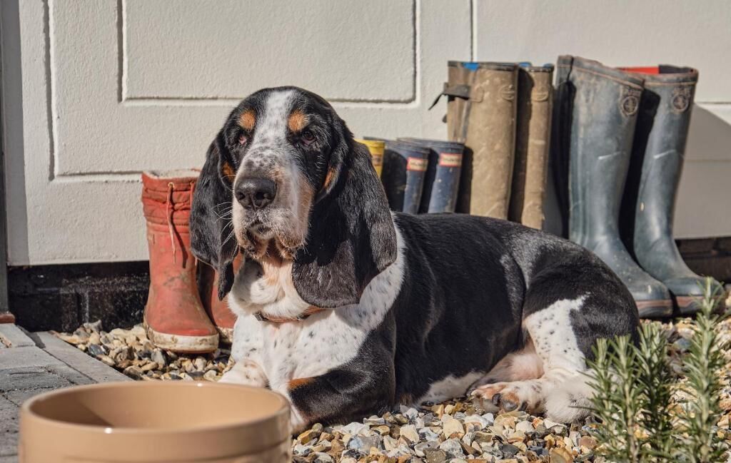 premium bedding, minibar, in-room safe, individually decorated