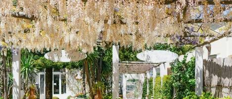 Un sendero en un jardín con flores blancas y púrpuras colgantes, rodeado de follaje y un edificio blanco.