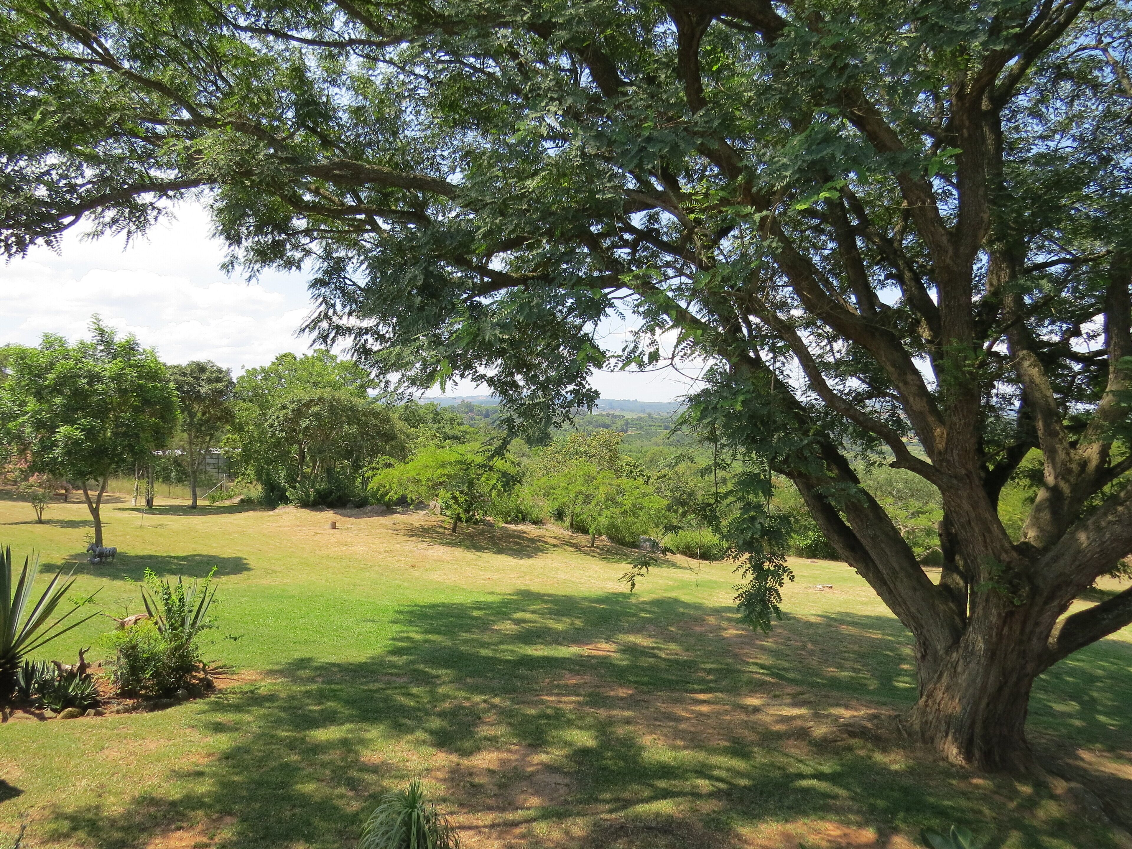 A large tree in a grassy area with a view of distant hills.