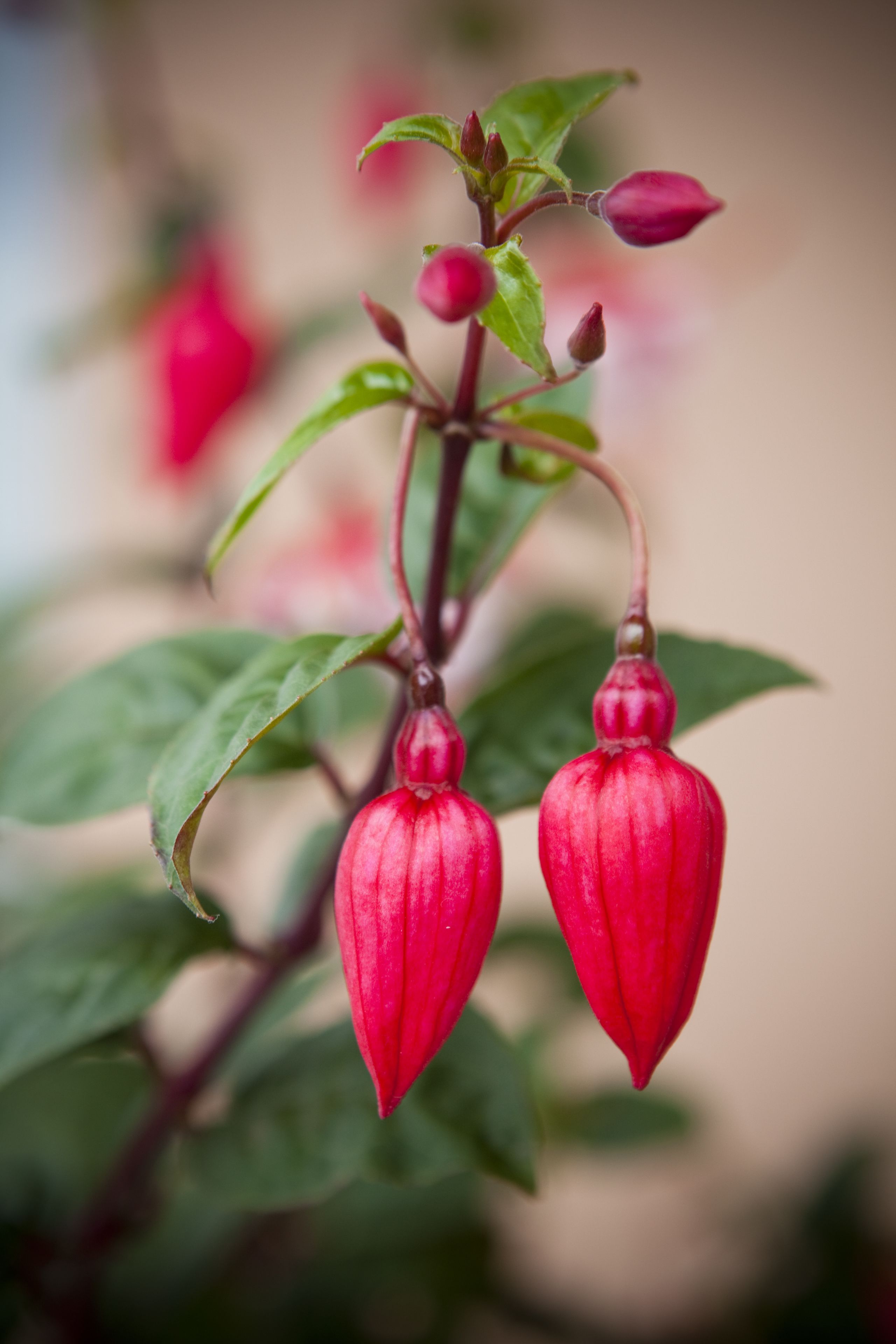 Photo - Kings Of Riccarton Motel- Close to Railway Station and Airport with Shuttle service