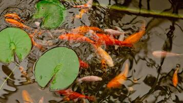 Peces koi nadando en un estanque con nenúfares.