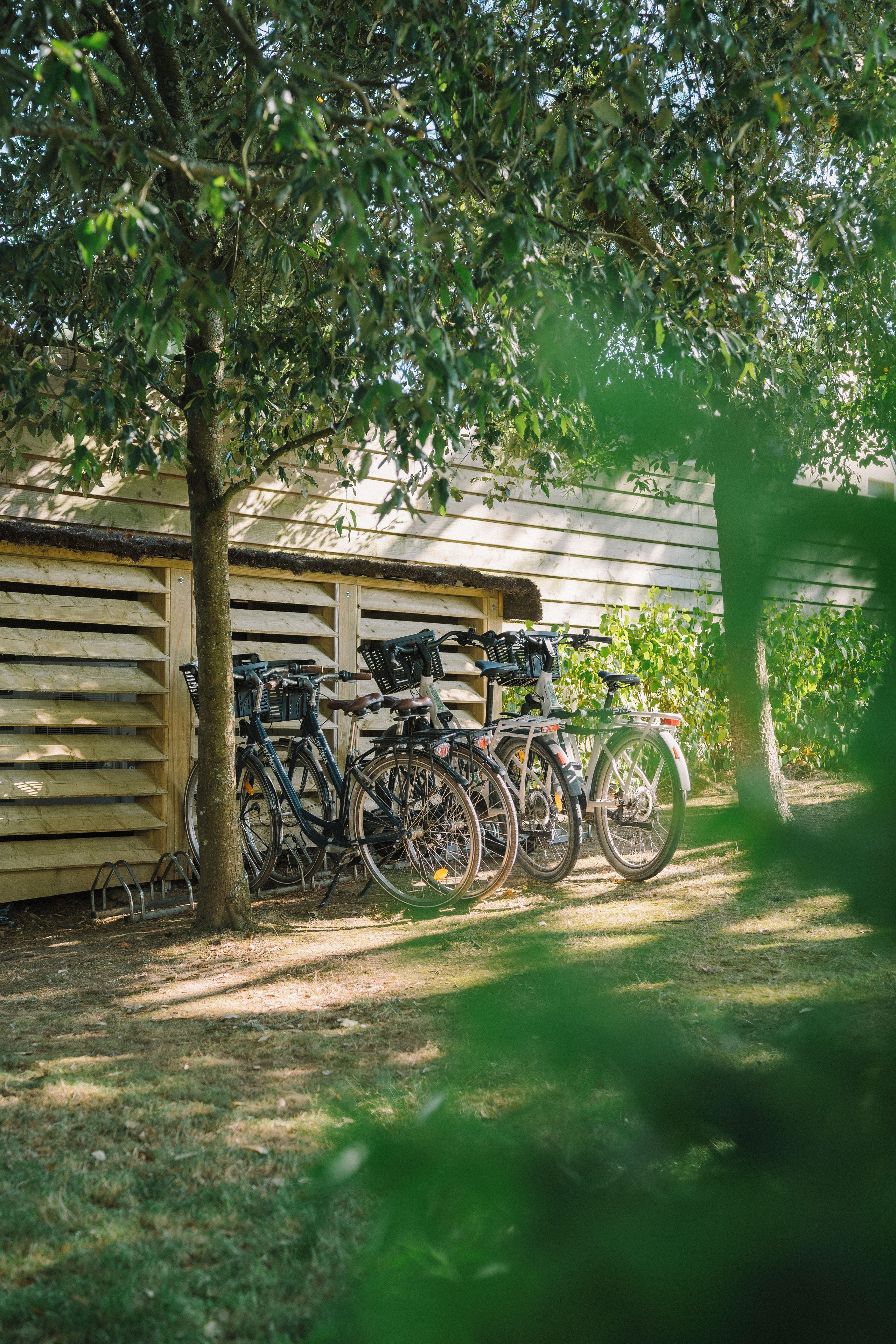 Bicycles parked under a tree in front of a wooden building.