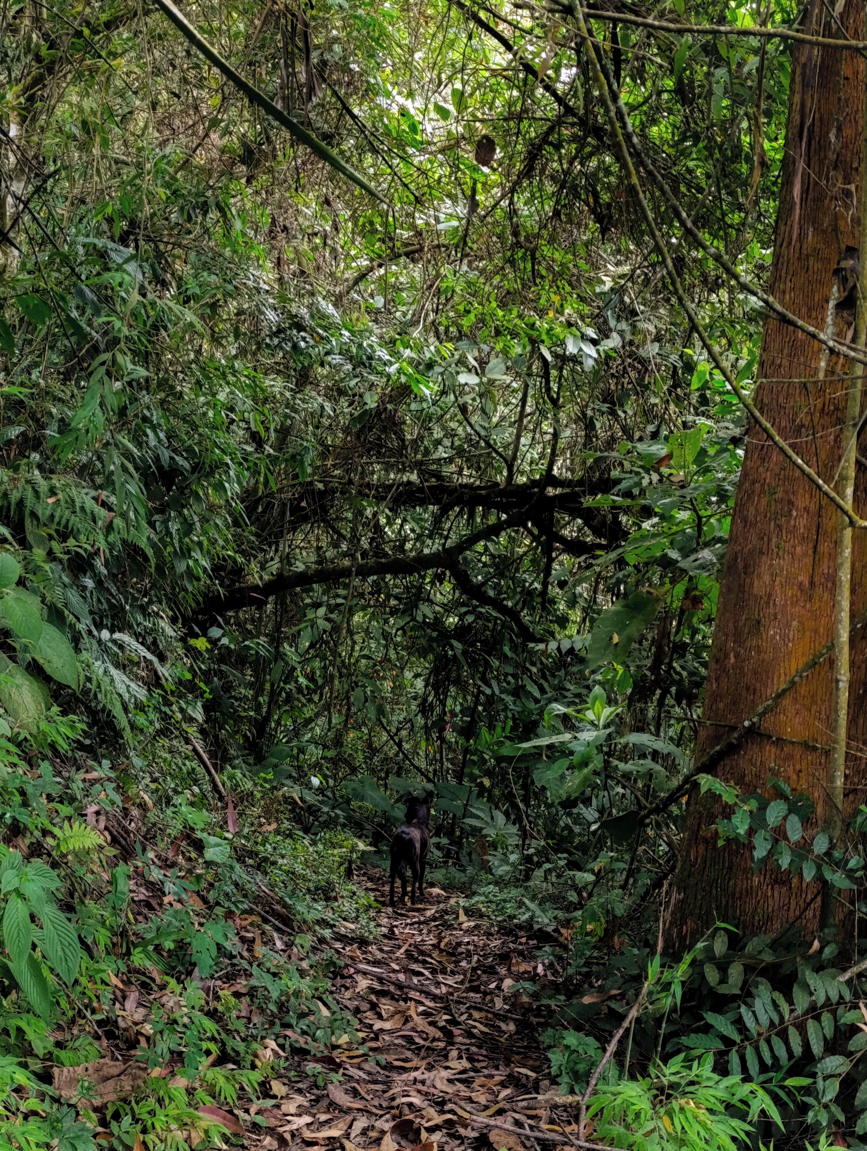 Foto - Eco Lodge La Juanita