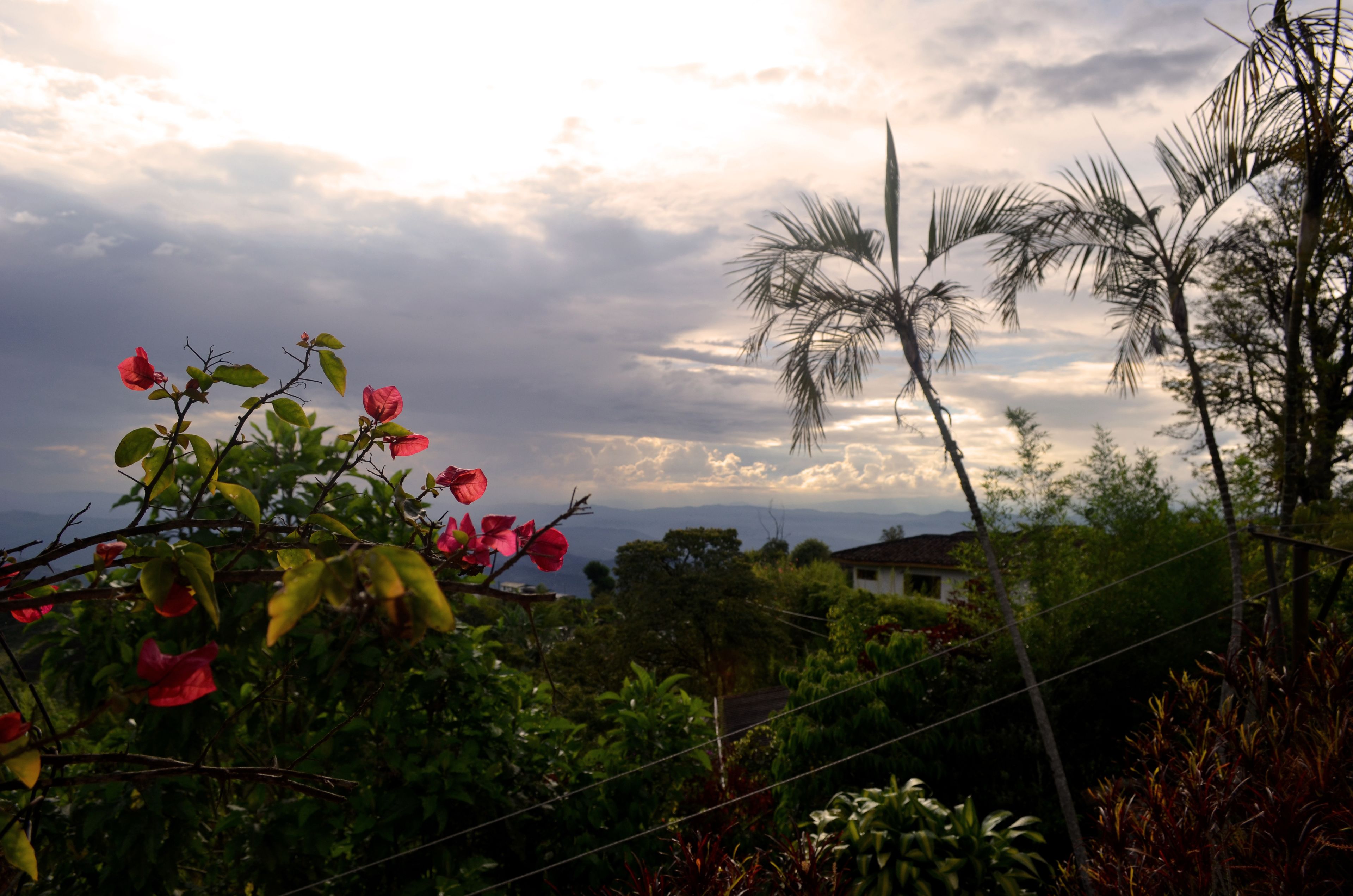 Un paisaje con una casa, palmeras y plantas en flor.