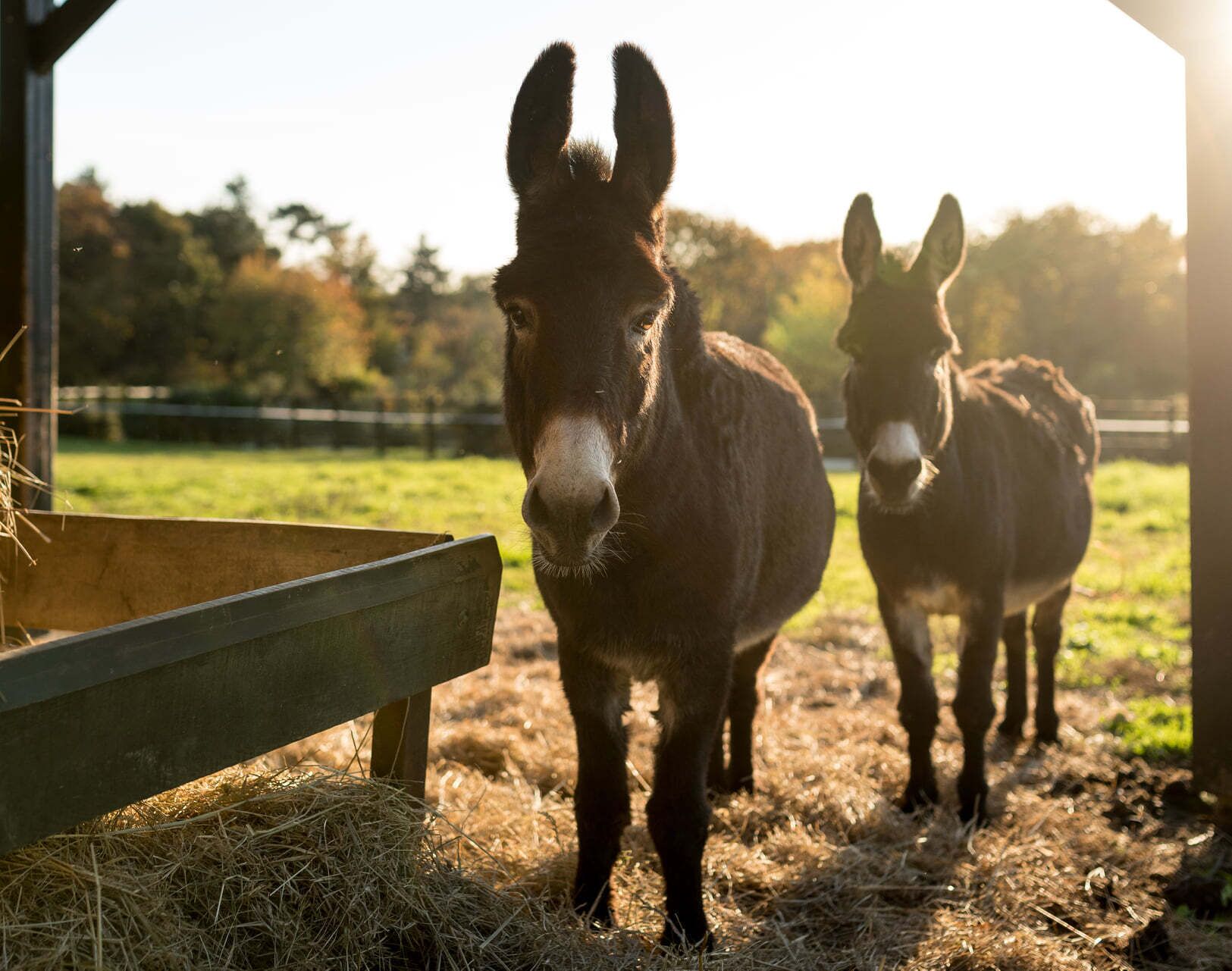Two donkeys standing in a stable with a wooden feeding trough.