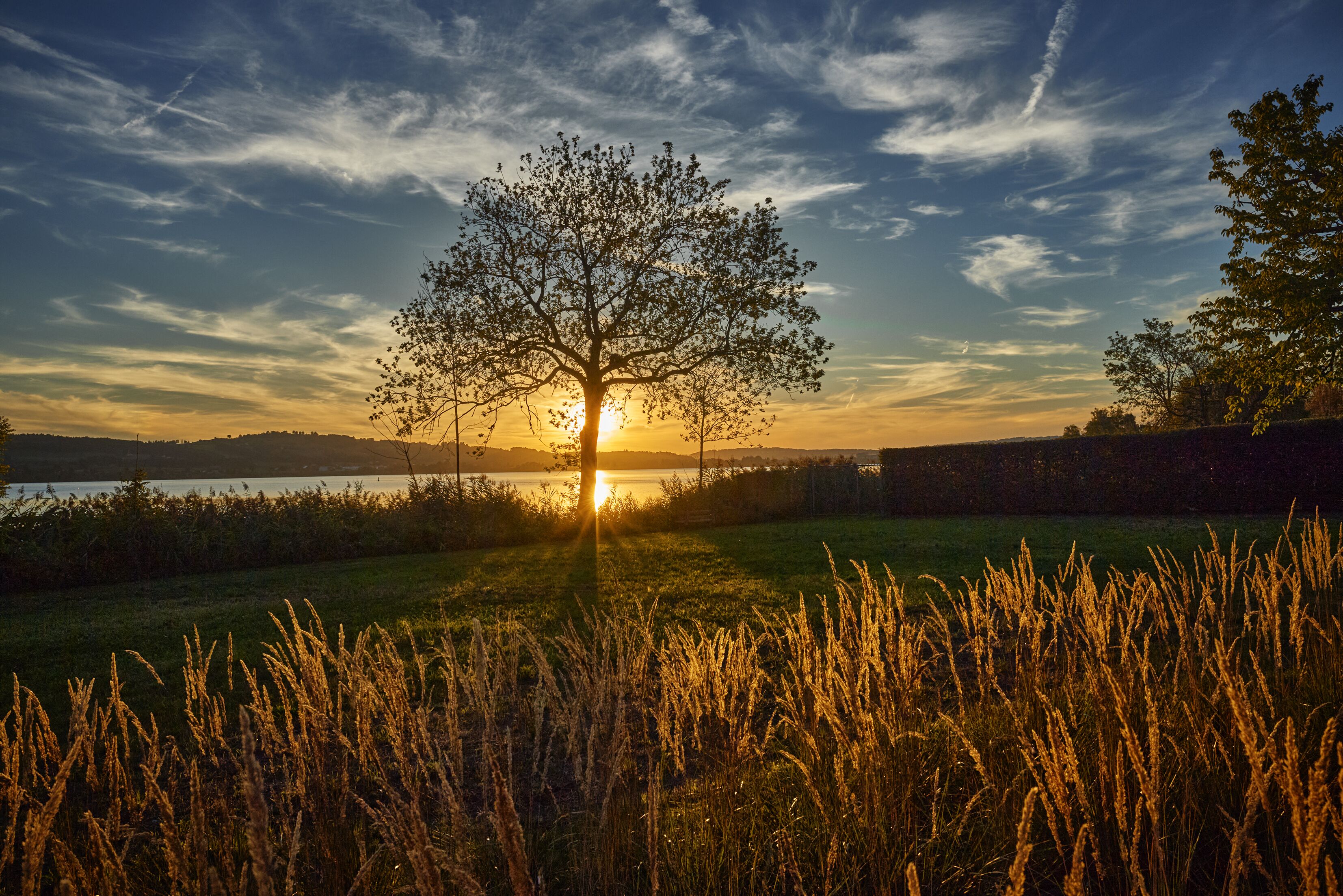 Un albero in un campo con un tramonto sullo sfondo.