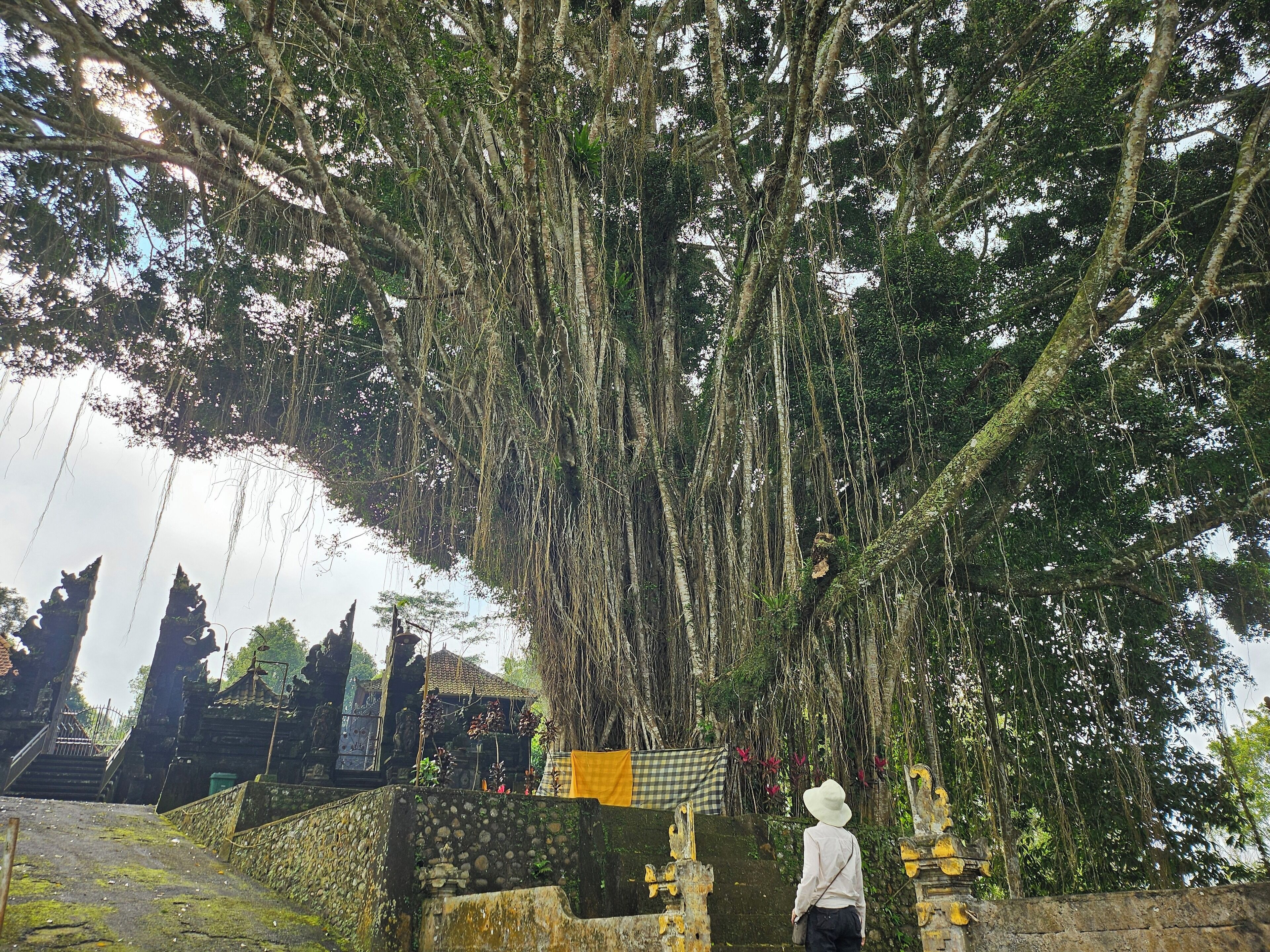 Um caminho de pedra leva a um templo, com uma grande árvore acima.