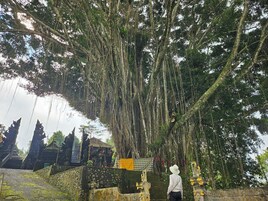 Um caminho de pedra leva a um templo, com uma grande árvore acima.