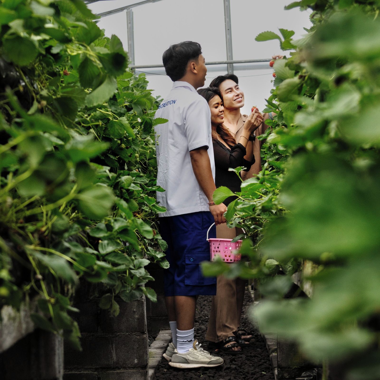 A greenhouse with rows of strawberry plants and a person holding a basket.