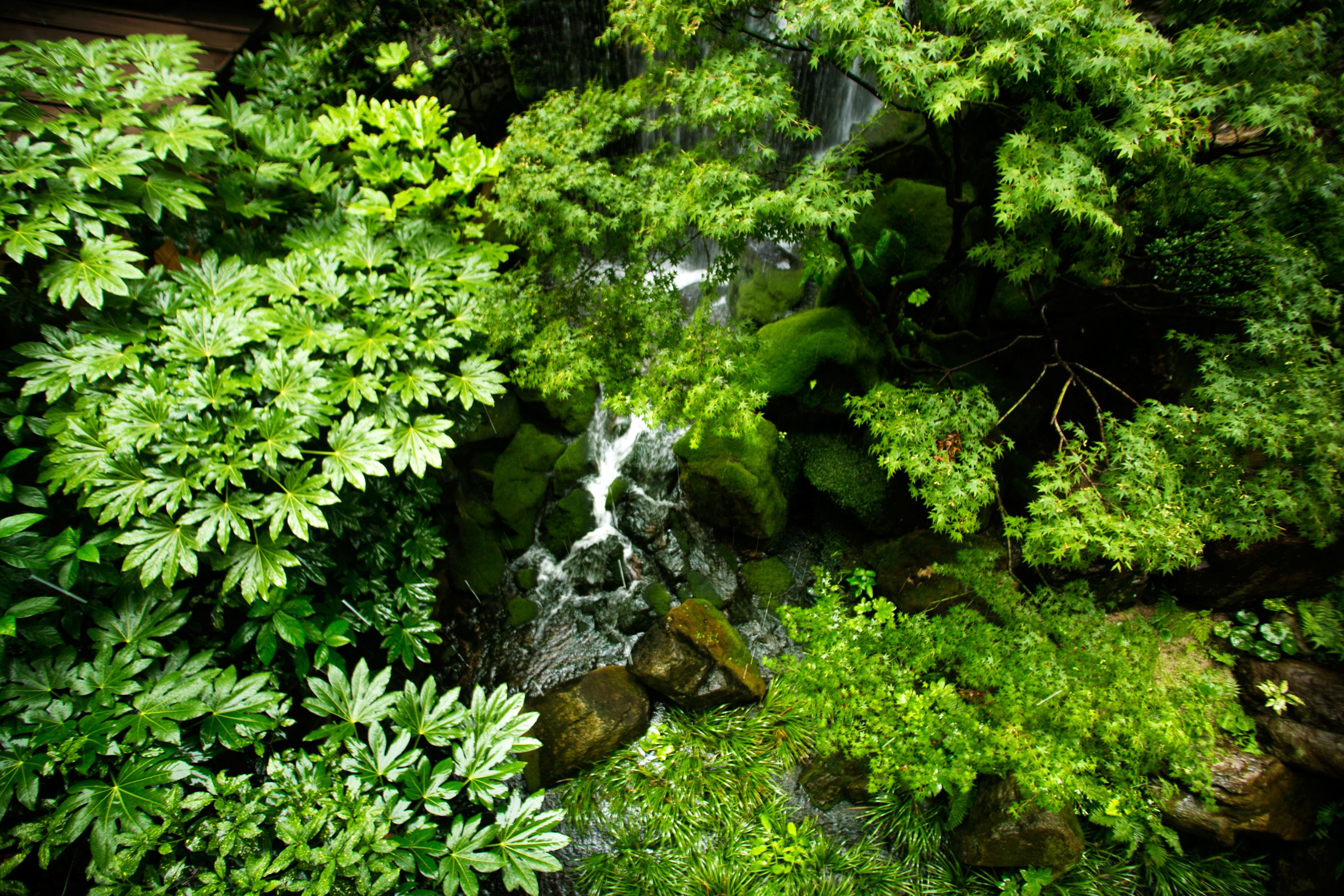 Un exuberante jardín con cascada y follaje denso.