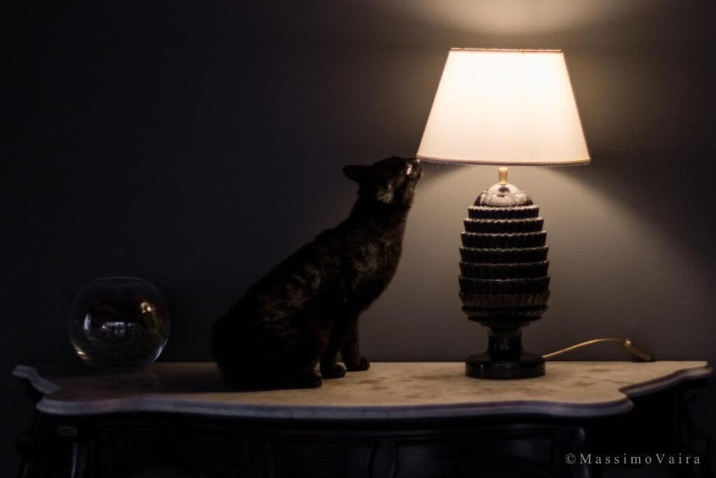 A cat sitting next to a table with a lamp and a glass on it.