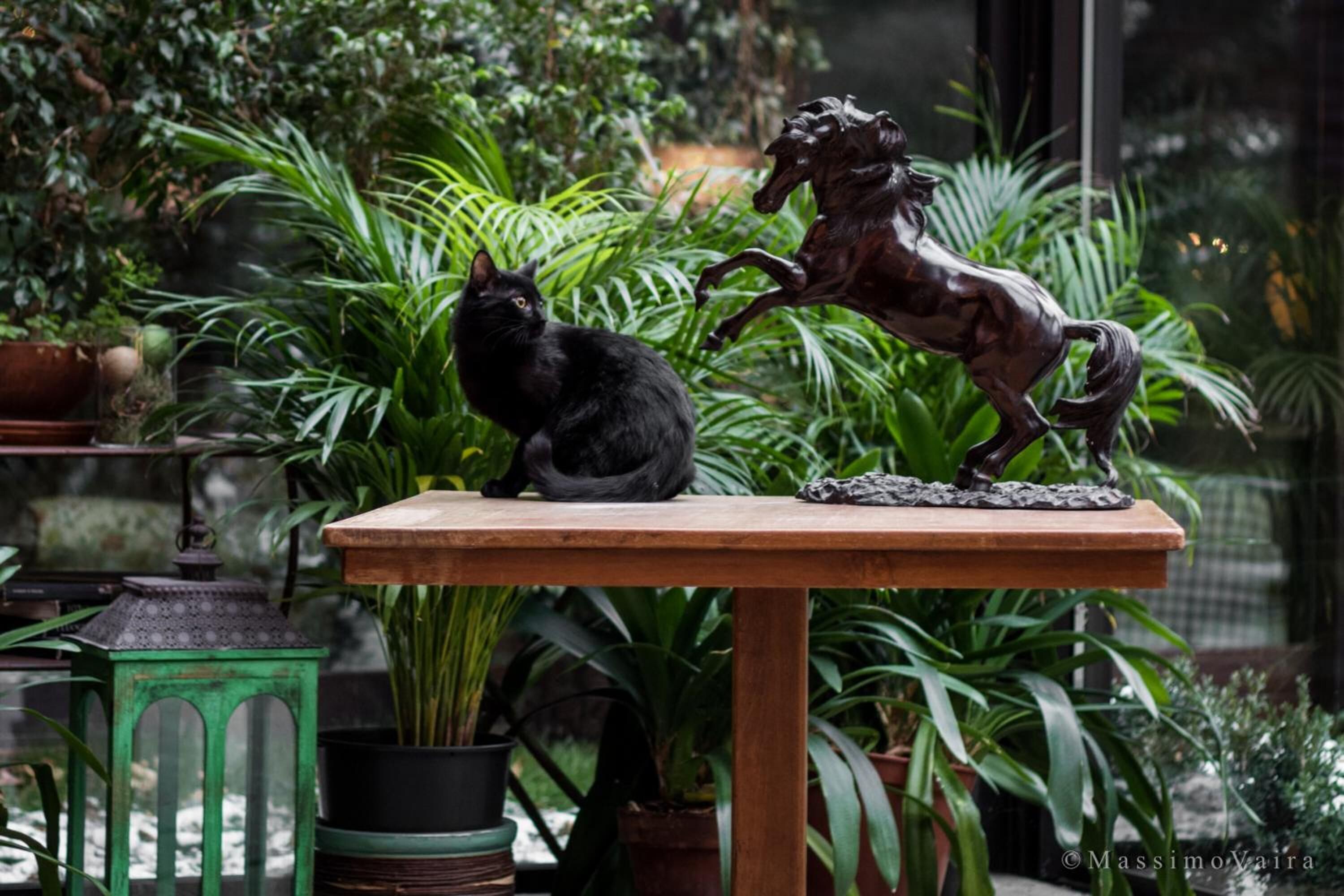 Una mesa con un gato negro y una estatua de bronce de un caballo en un jardín interior exuberante.