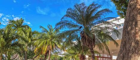 A landscaped area with palm trees, a concrete path, and a building in the background.