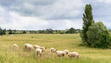 Un campo cubierto de hierba con un rebaño de ovejas pastando.