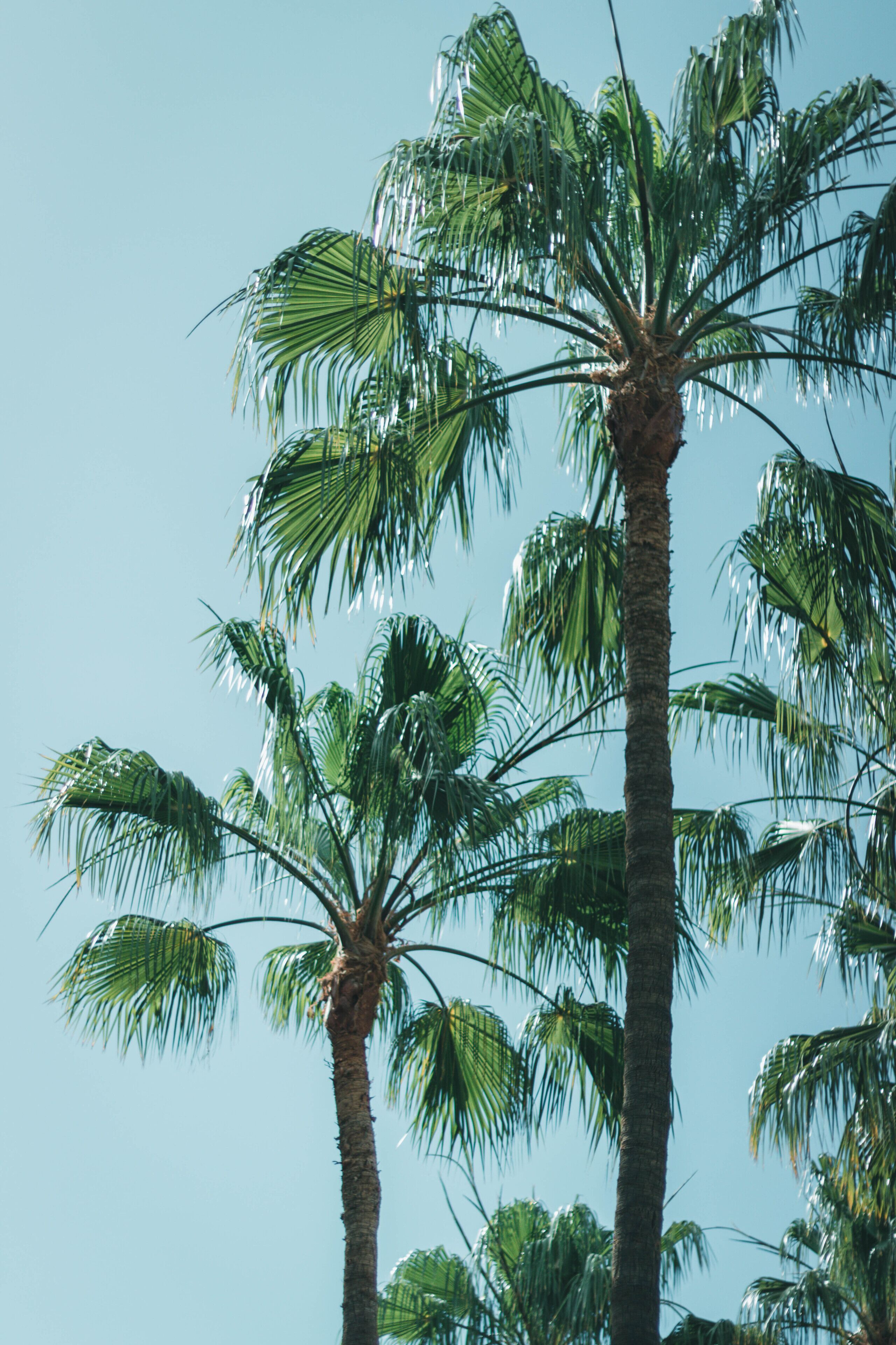 Eine hohe Palmenbaum vor blauem Himmel.