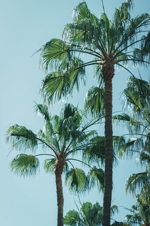 Una palmera alta con un cielo azul despejado al fondo.