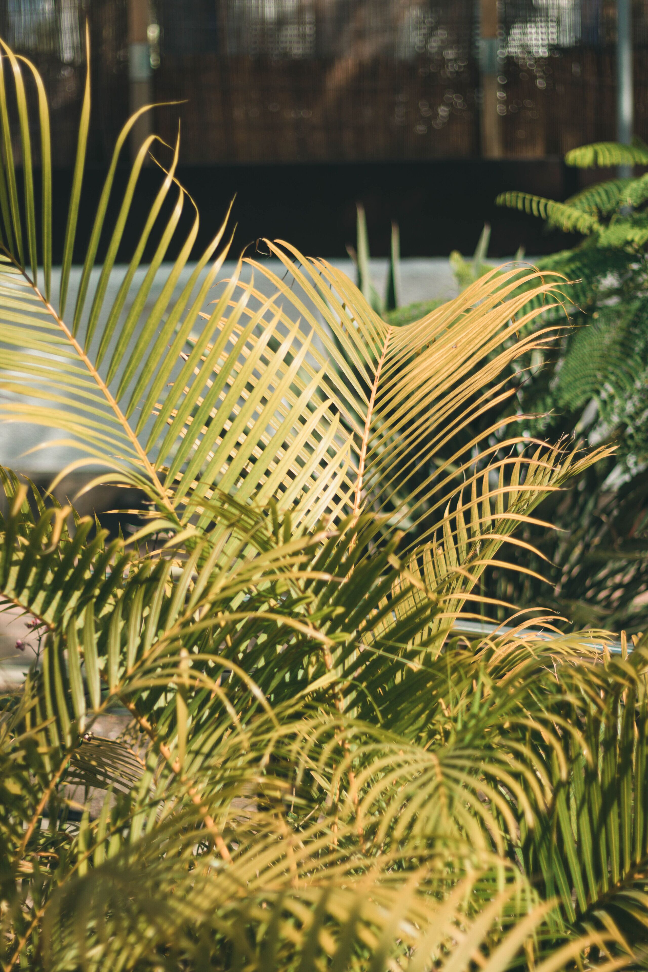A close-up of palm leaves with a blurred background.