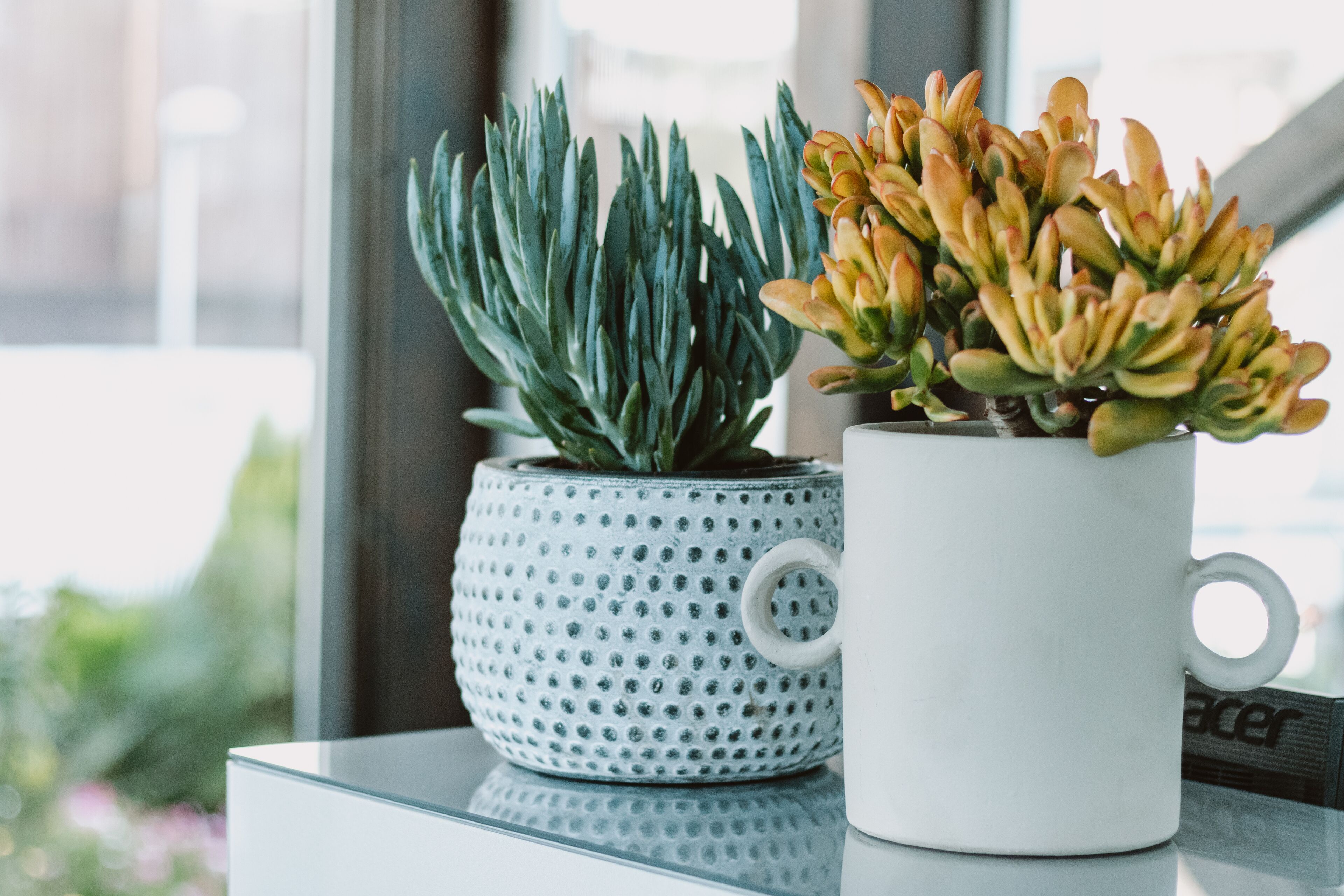 Twee potplanten, één met groene bladeren en de andere met gele bladeren, op een reflecterend oppervlak.