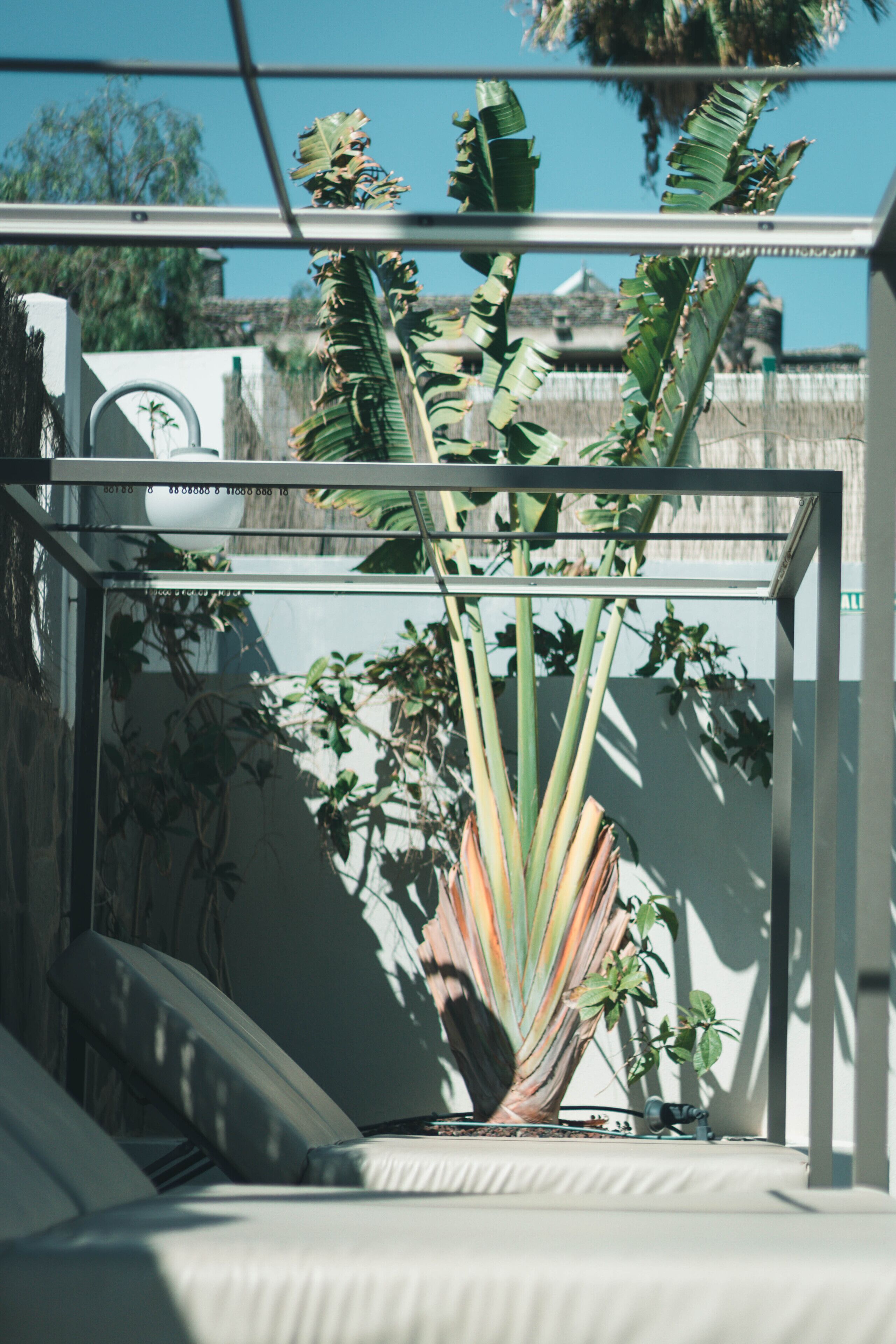 A plant in a glass enclosure with a white wall and a metal frame.