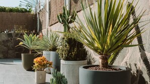 A terrace with potted plants, a stone wall, and a white column. - Apartamentos El Palmar (San Bartolomé de Tirajana)