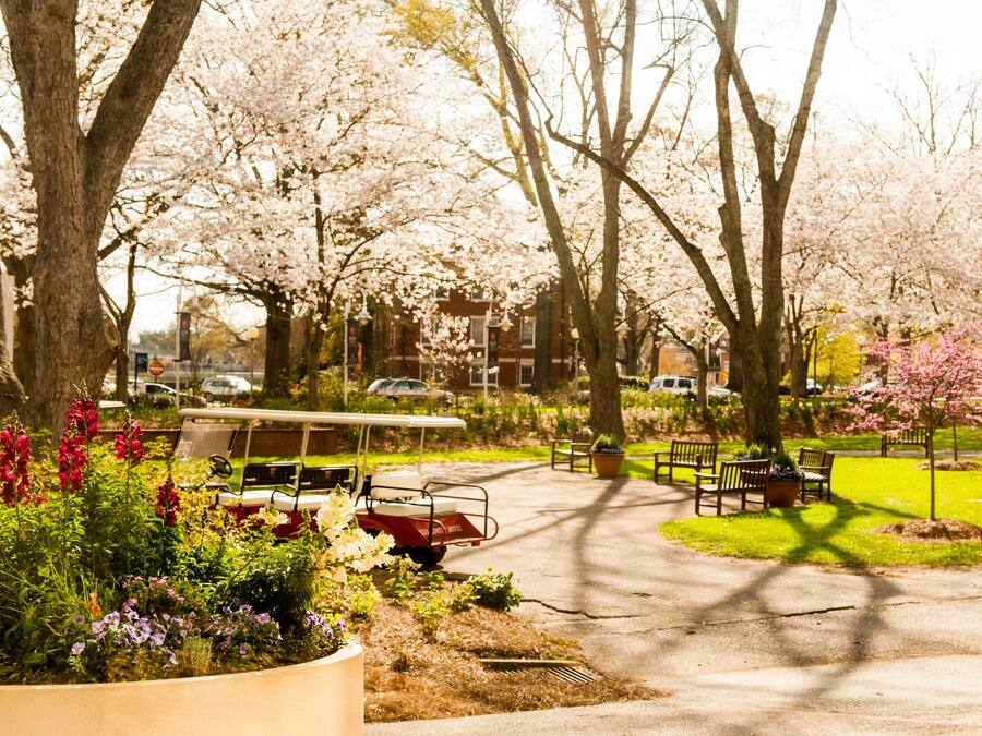 A park with cherry blossoms, a golf cart, and benches.