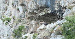 Safari photo en véhicule