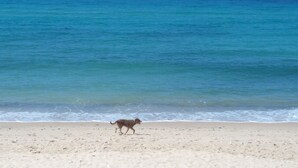 Una playa con un perro caminando sobre la arena.