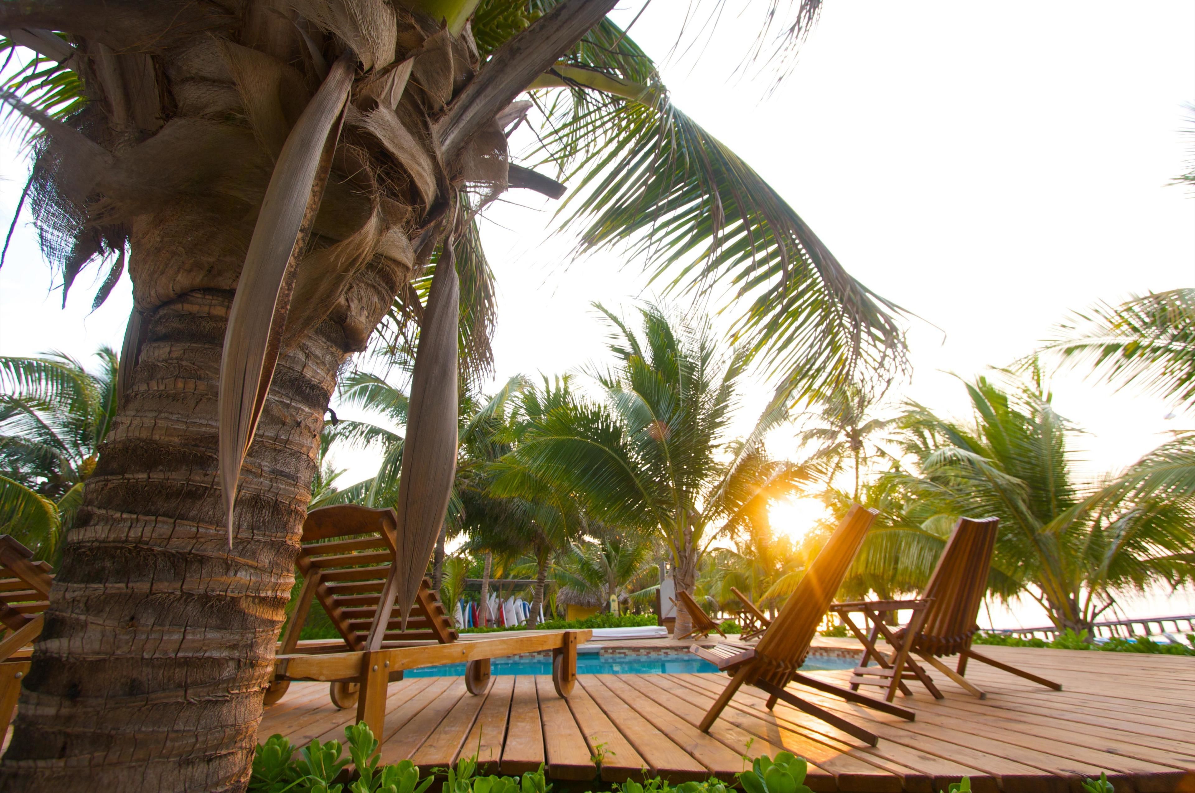 A wooden deck with lounge chairs, a pool, and palm trees.