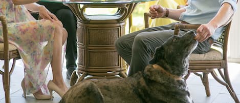 Lemmikkiystävällinen