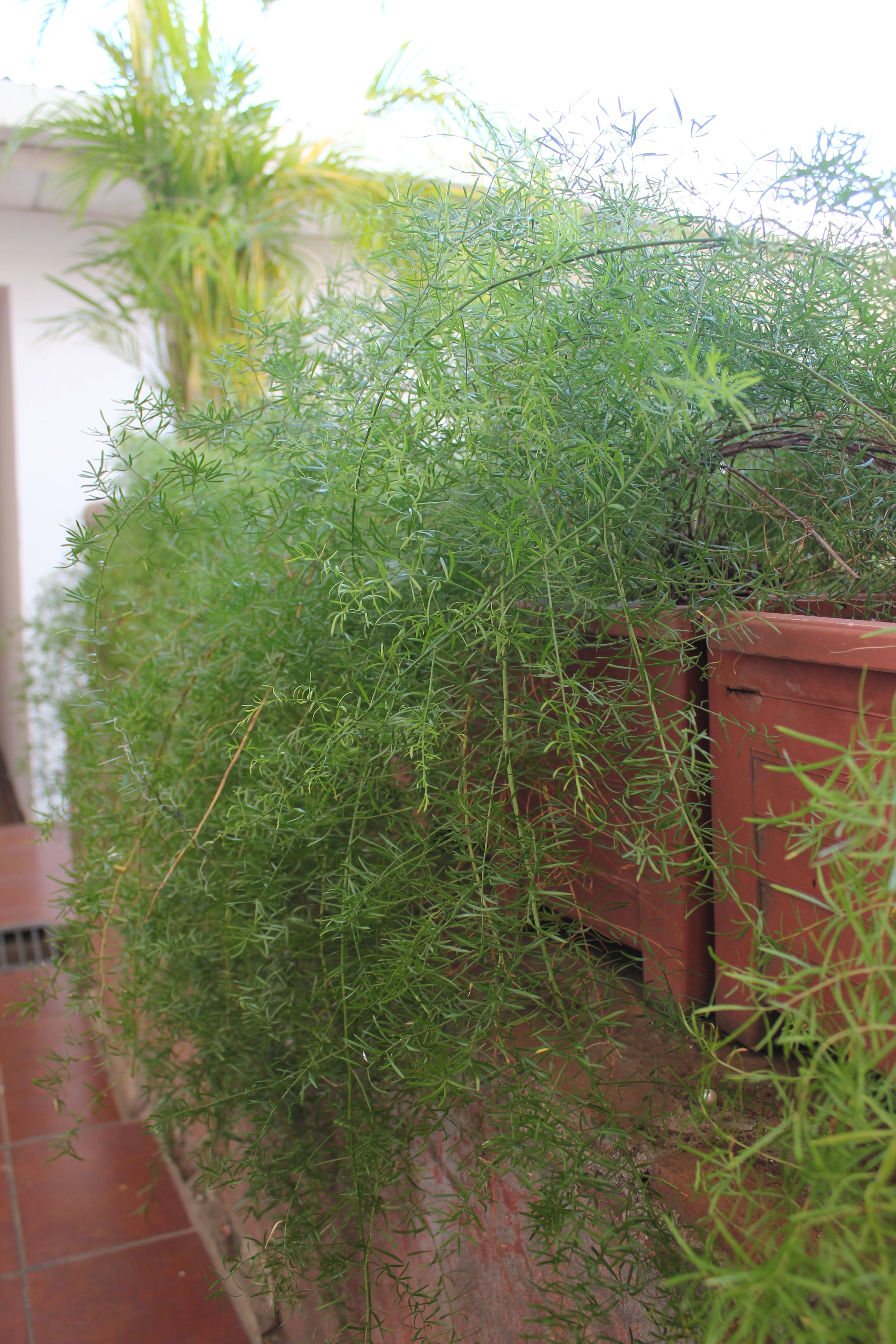 Photo - Hotel Villa Angelo