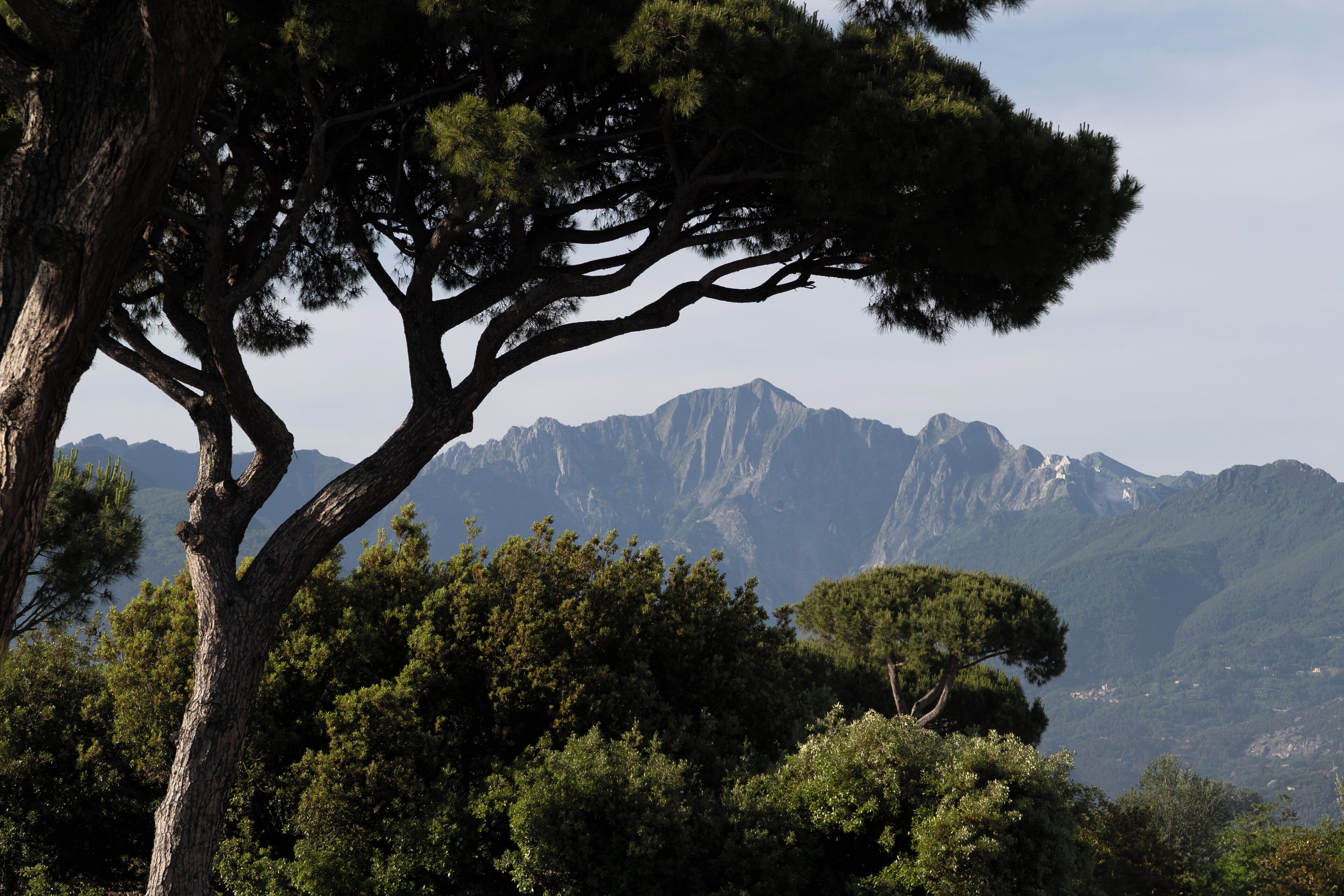A mountainous landscape with a prominent tree in the foreground.