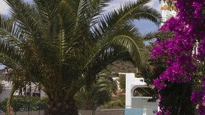 A palm tree and purple flowers in a garden area. - Hostal Las Gaviotas (Nijar)