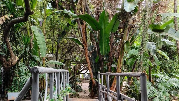 Un puente de madera con barandillas metálicas en un entorno verde y exuberante.