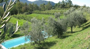 A vineyard with rows of olive trees and a swimming pool. - Sostio a Levante Guest House (Framura)